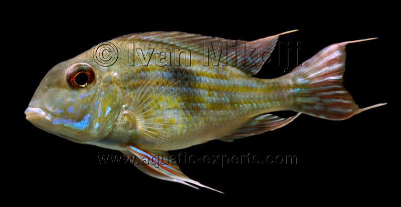 Geophagus abalios